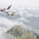 黄山旅游 缩略图 9