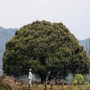 黄山旅游 缩略图 10