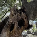 黄山旅游 缩略图 16