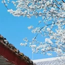 阿坝旅游 缩略图 6