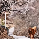 甘孜旅游 缩略图 6