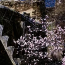 甘孜旅游 缩略图 9