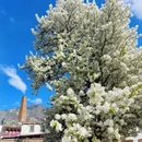阿坝旅游 缩略图 3