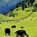 阿坝旅游 缩略图 8