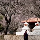 甘孜旅游 缩略图 10