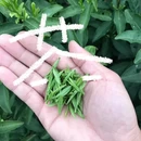 黄山旅游 缩略图 1