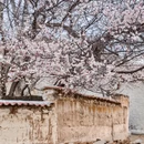 甘孜旅游 缩略图 11
