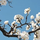 阿坝旅游 缩略图 6
