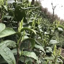 黄山旅游 缩略图 7