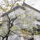 黄山旅游 缩略图 7