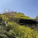 黄山旅游 缩略图 8