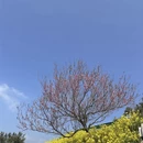 黄山旅游 缩略图 10