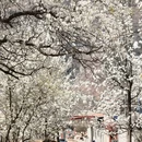 阿坝旅游 缩略图 3