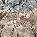 阿坝旅游 缩略图 15