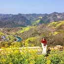 黄山旅游 缩略图 4