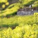 黄山旅游 缩略图 6