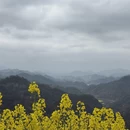 黄山旅游 缩略图 8