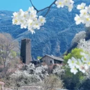 阿坝旅游 缩略图 10