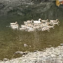 黄山旅游 缩略图 2