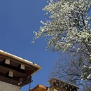 阿坝旅游 缩略图 3