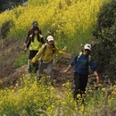 黄山旅游 缩略图 10