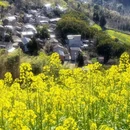 黄山旅游 缩略图 2