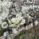 黄山旅游 缩略图 6