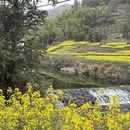 黄山旅游 缩略图 9