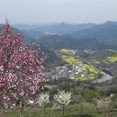 黄山旅游 缩略图 7