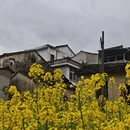 黄山旅游 缩略图 11