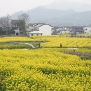 黄山旅游 缩略图 1
