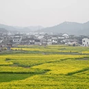 黄山旅游 缩略图 4