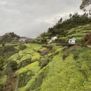 黄山旅游 缩略图 3