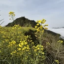 黄山旅游 缩略图 5