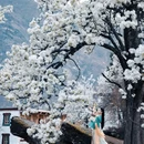 成都旅游 缩略图 1