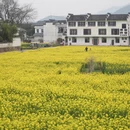 黄山旅游 缩略图 5