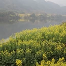 黄山旅游 缩略图 11