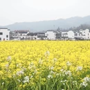 黄山旅游 缩略图 13