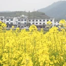 黄山旅游 缩略图 14