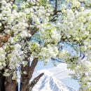 阿坝旅游 缩略图 4