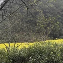 黄山旅游 缩略图 14