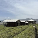 黄山旅游 缩略图 17