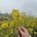 黄山旅游 缩略图 16