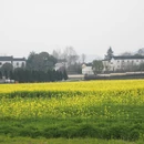 黄山旅游 缩略图 16