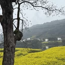 黄山旅游 缩略图 15