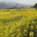 黄山旅游 缩略图 7