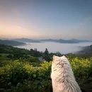 黄山旅游 缩略图 1