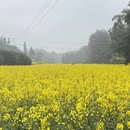 黄山旅游 缩略图 8