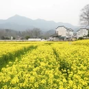 黄山旅游 缩略图 9