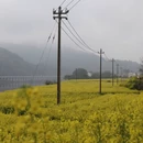 黄山旅游 缩略图 10